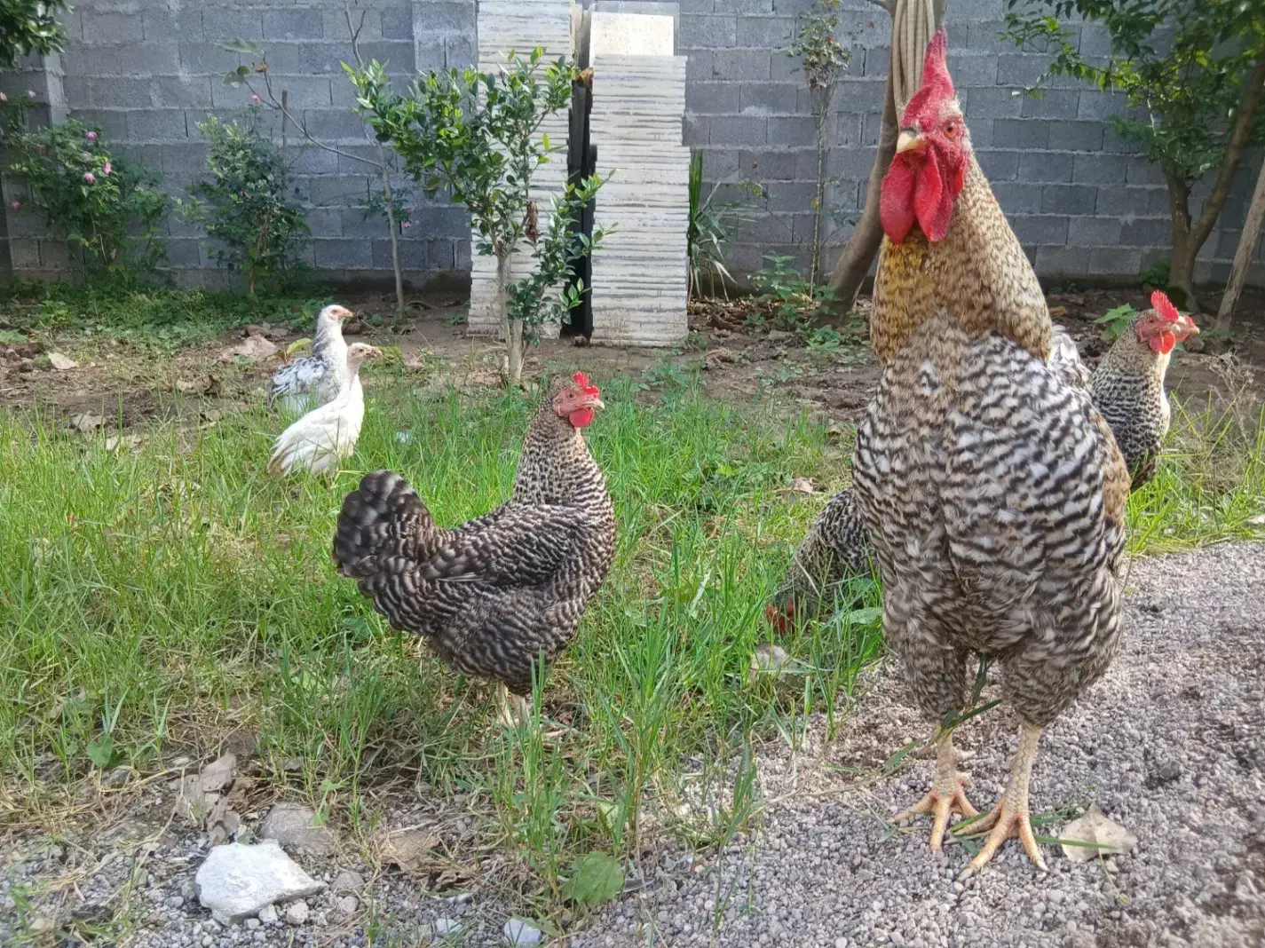 مرغ و خروس آمروک|حیوانات مزرعه|رشت, حومه رشت|دیوار