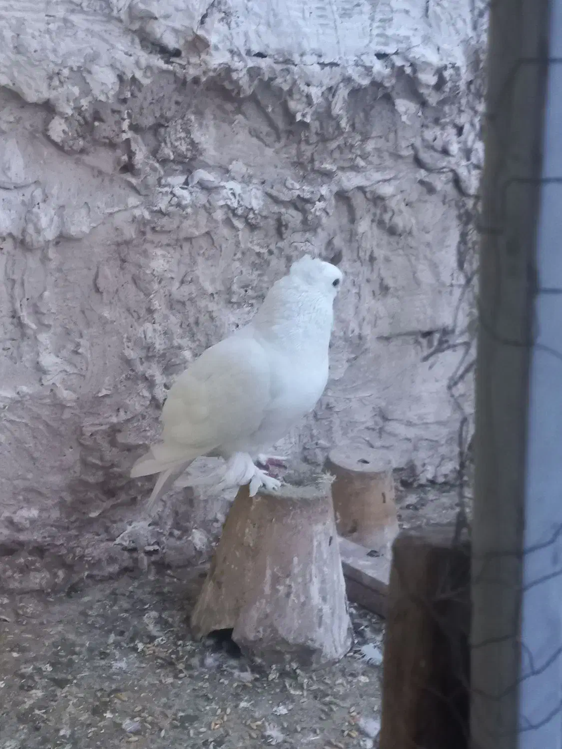 کبوتر|پرنده|تبریز, |دیوار