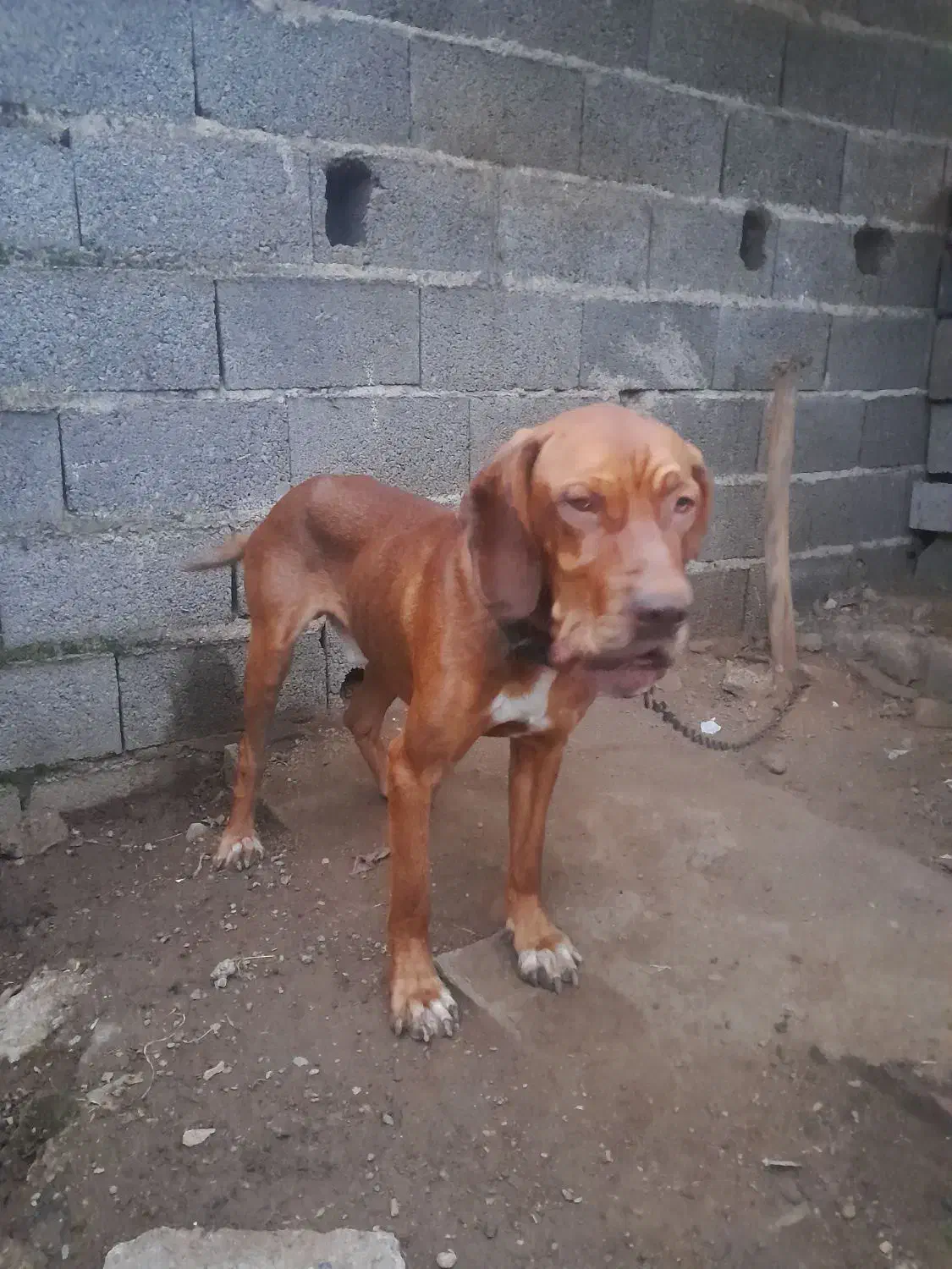 سگشکاریپوینتر۱۵ماههنر|سگ|رودسر, |دیوار