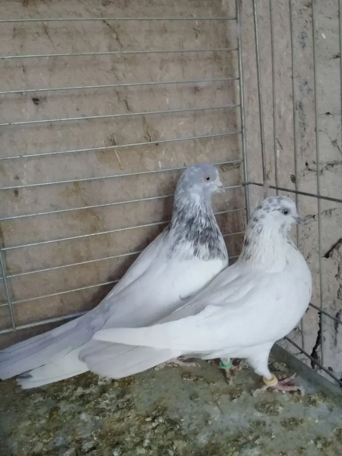 کفتر پرشی.خارجی.یزدی|پرنده|یزد, |دیوار