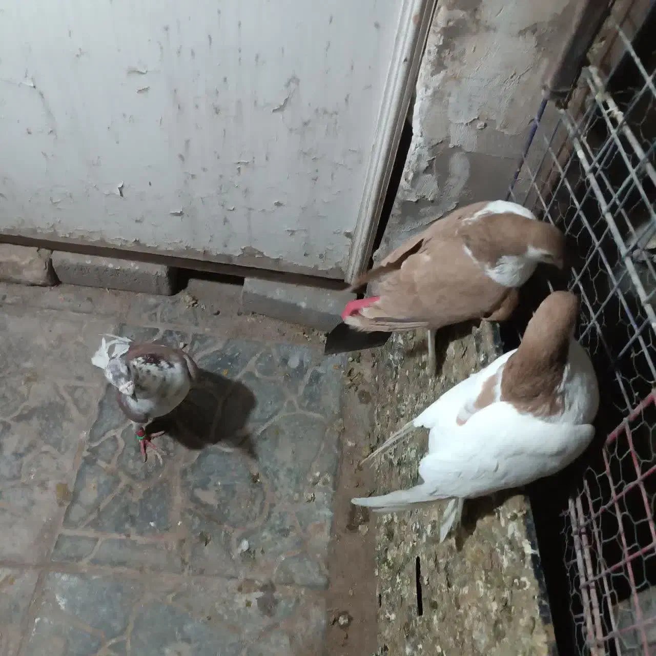 ساده زرد|پرنده|مشهد, مشکینی (شهرک غرب)|دیوار