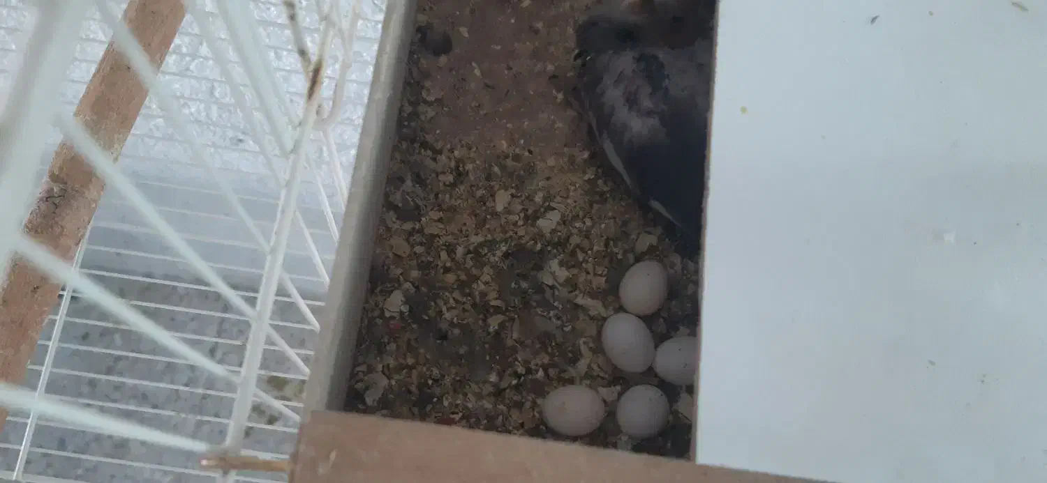 عروس هلندی مولد با تخم و لونه قفس و وسایل|پرنده|مرودشت, ژیان|دیوار