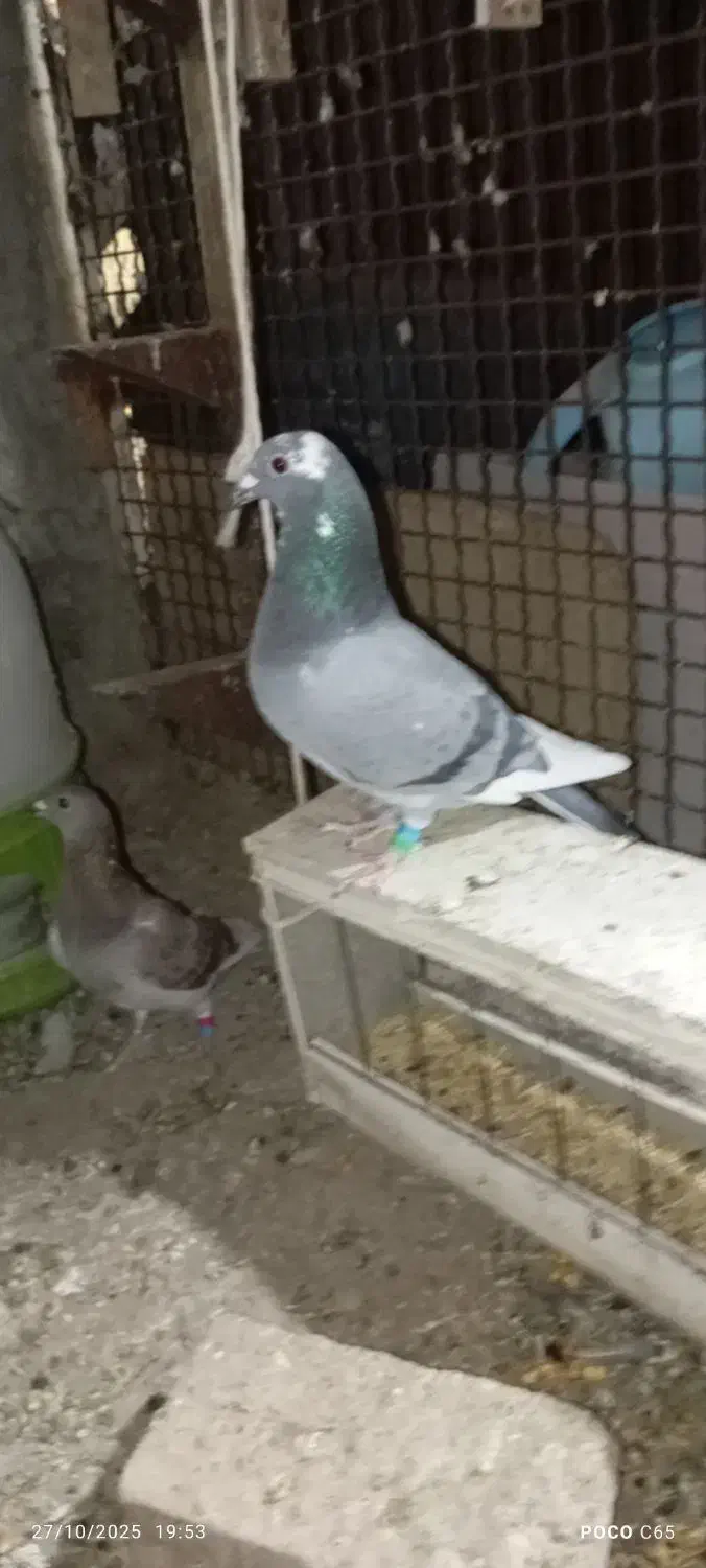 گم شد سه روز پیش|پرنده|بیرجند, |دیوار