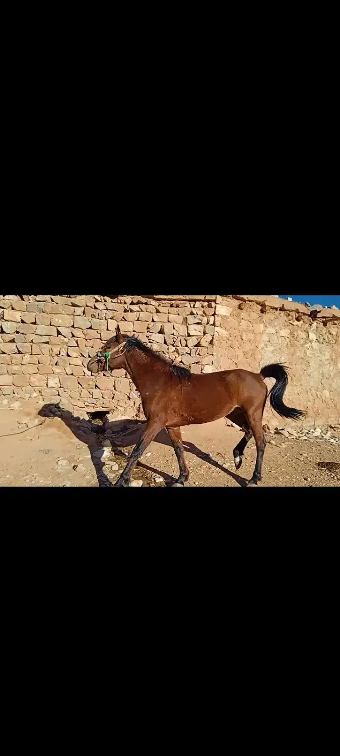 اسب نریون|اسب و تجهیزات اسب‌سواری|خرم‌آباد, |دیوار