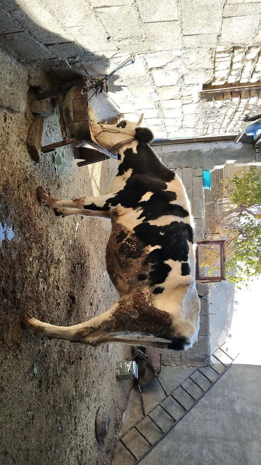 کاوه دورگه|حیوانات مزرعه|جوانرود, |دیوار