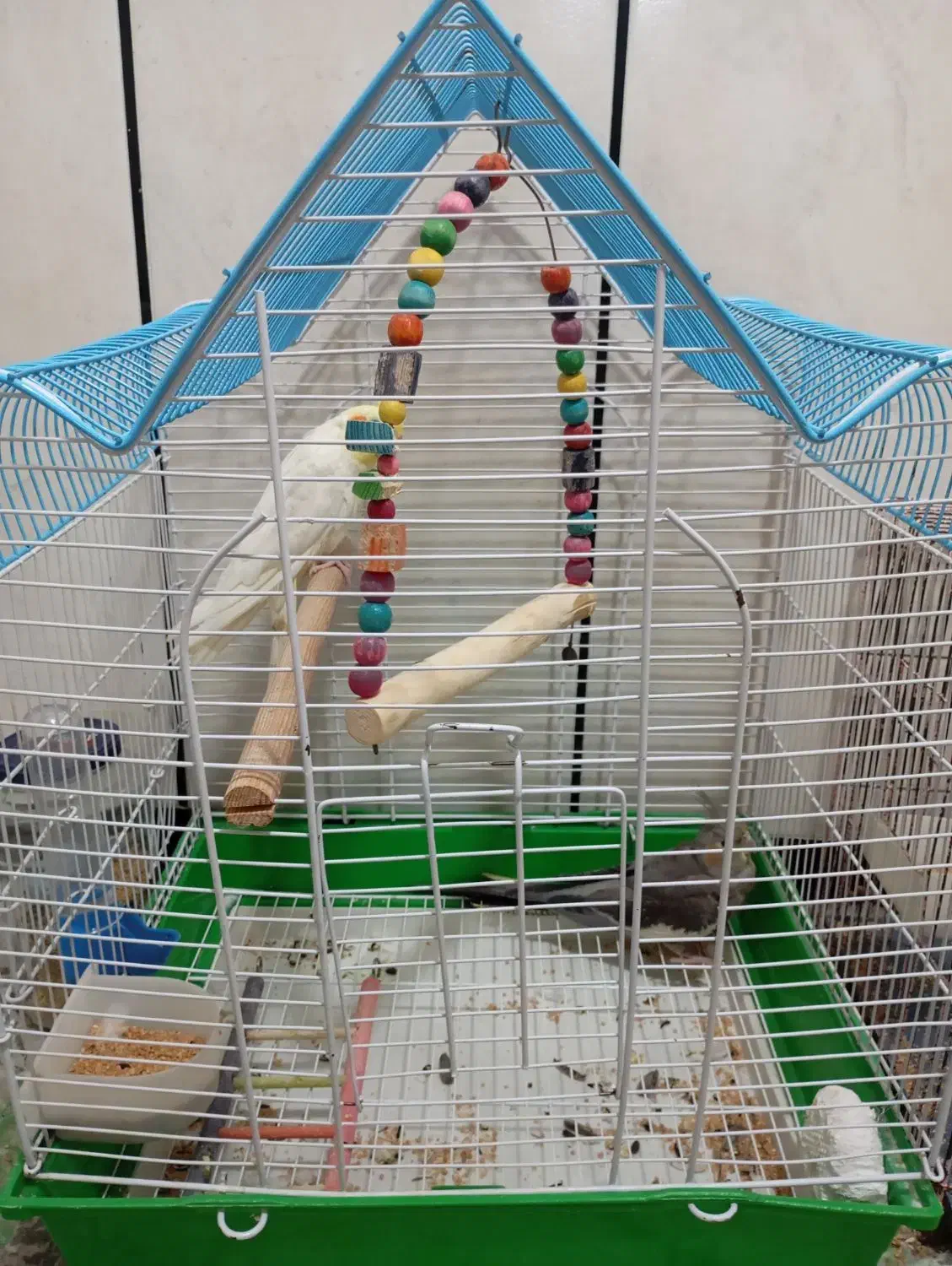 عروس هلندی نر و ماده همراه با قفس|پرنده|سردشت, |دیوار