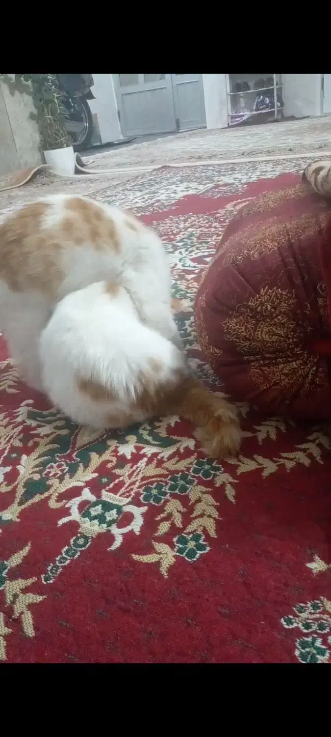 نگهداری از دوتا بچه گربه خانگی|گربه|بجنورد, |دیوار