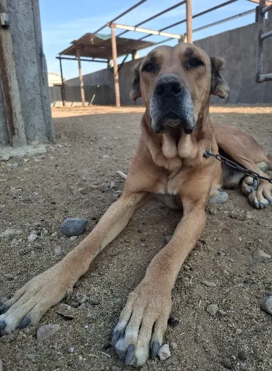 سگ نر سرابی درشت گله ای|سگ|برخوار, |دیوار