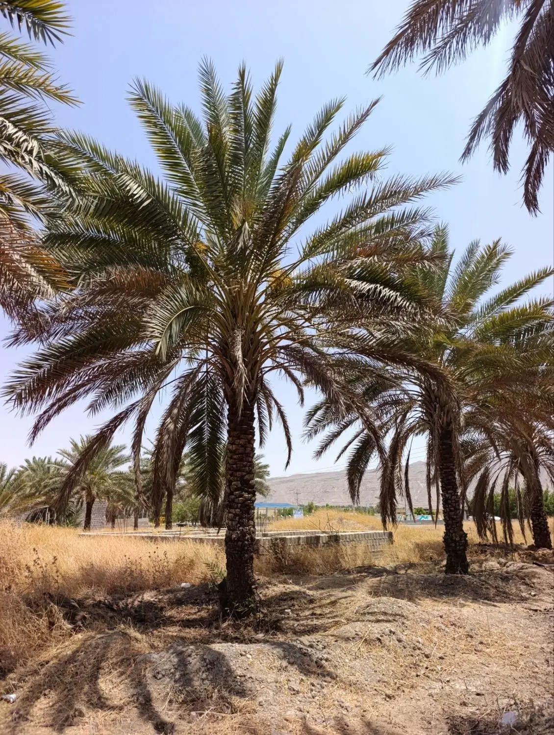 ذربت|گل و گیاه طبیعی|خفر, |دیوار
