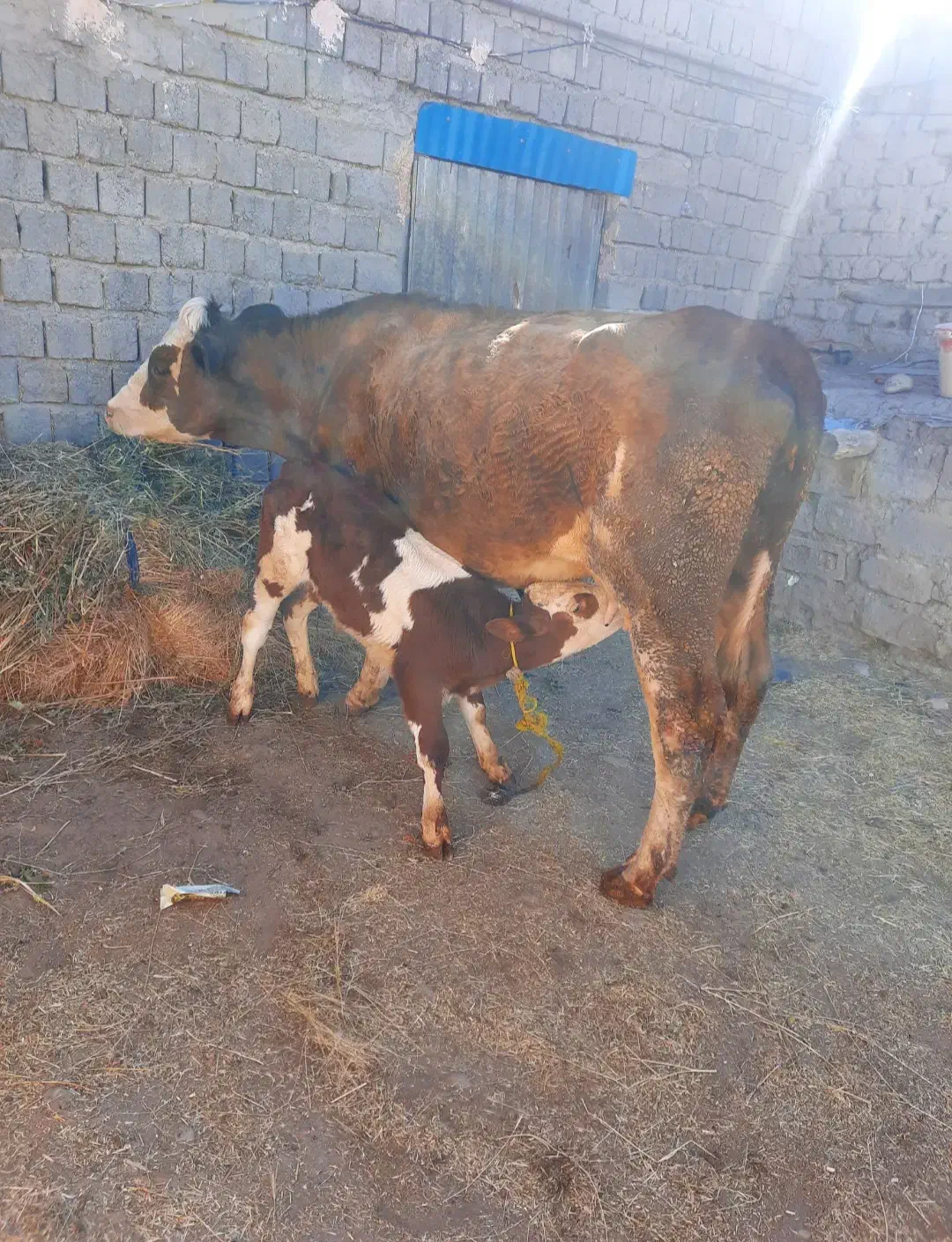 گاو شیری با گوساله|حیوانات مزرعه|میانه, |دیوار