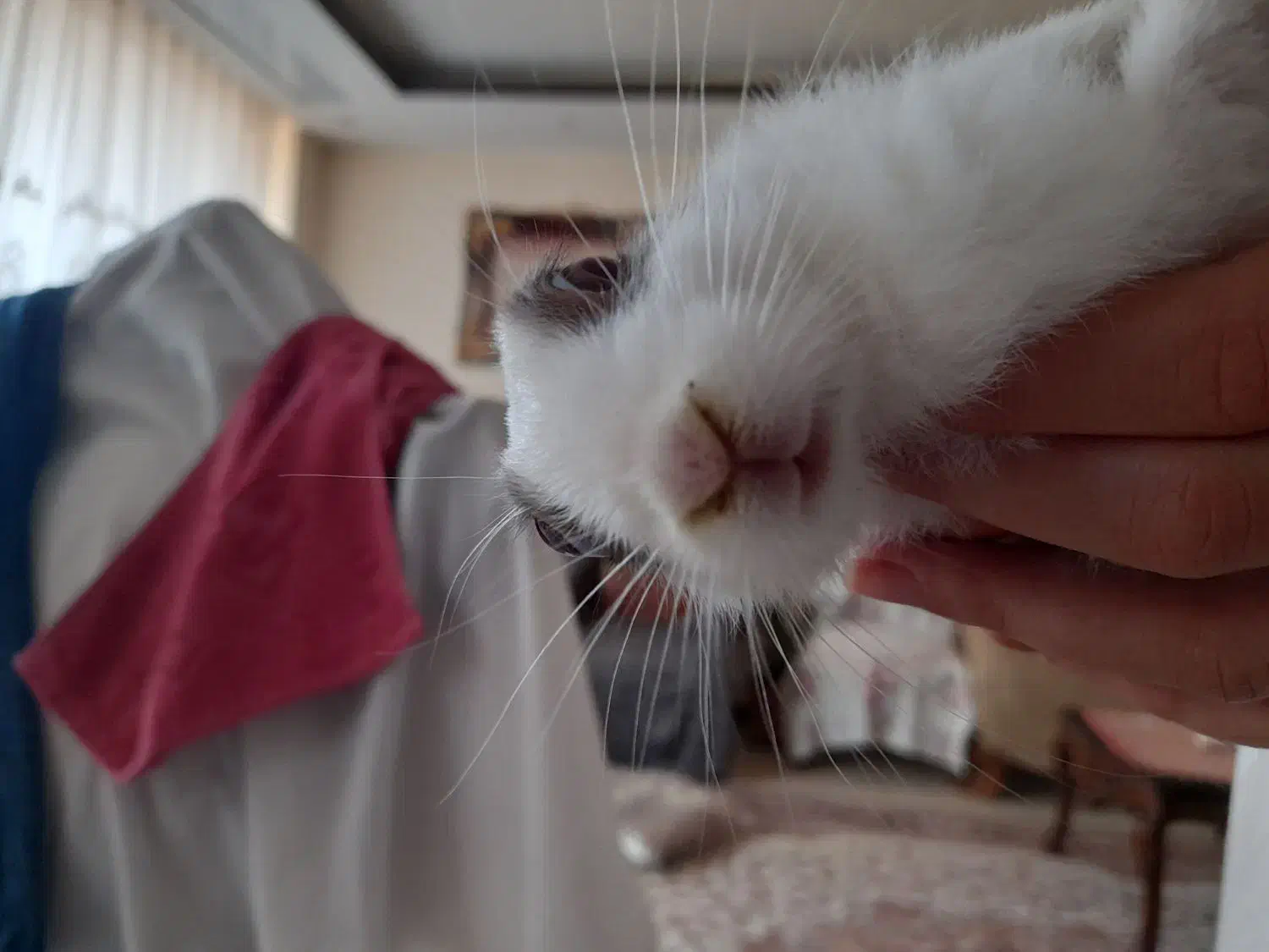 خرگوش باهوش و خوشگل|موش و خرگوش|اصفهان, بهارستان|دیوار