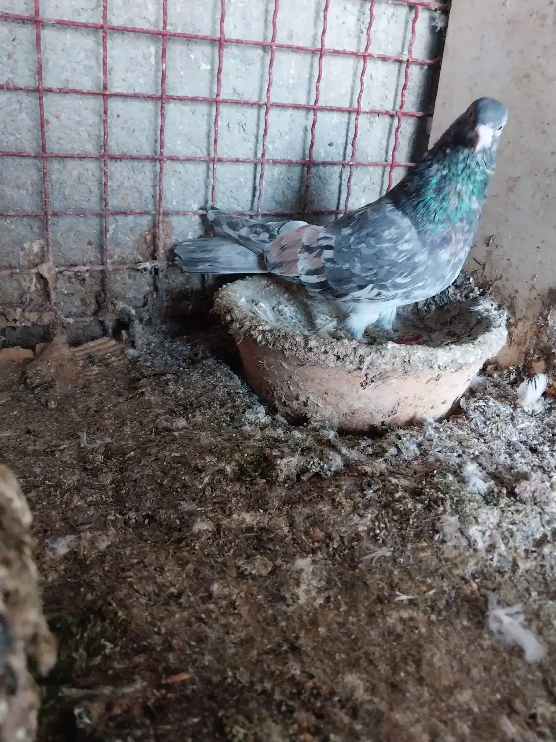 کبوترای پرشی خوش سو بپر ساعتی|پرنده|ساری, |دیوار