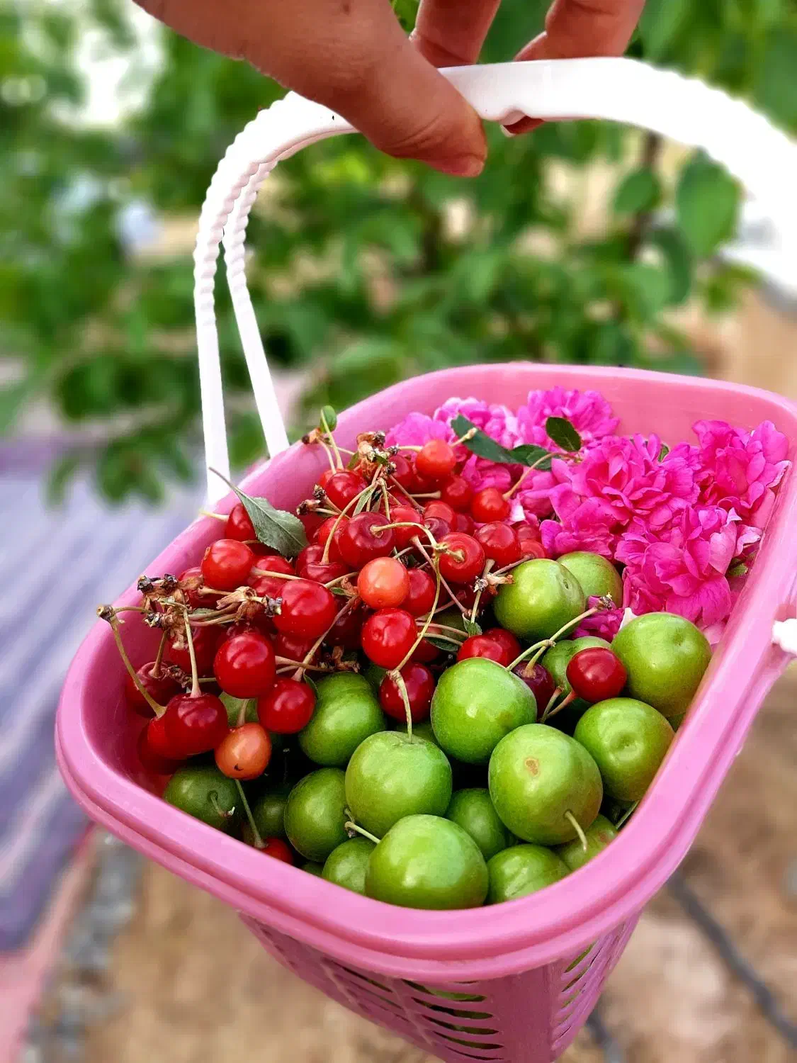 باغ شهر ساوالان|فروش خانه و ویلا|باغ حلی, |دیوار
