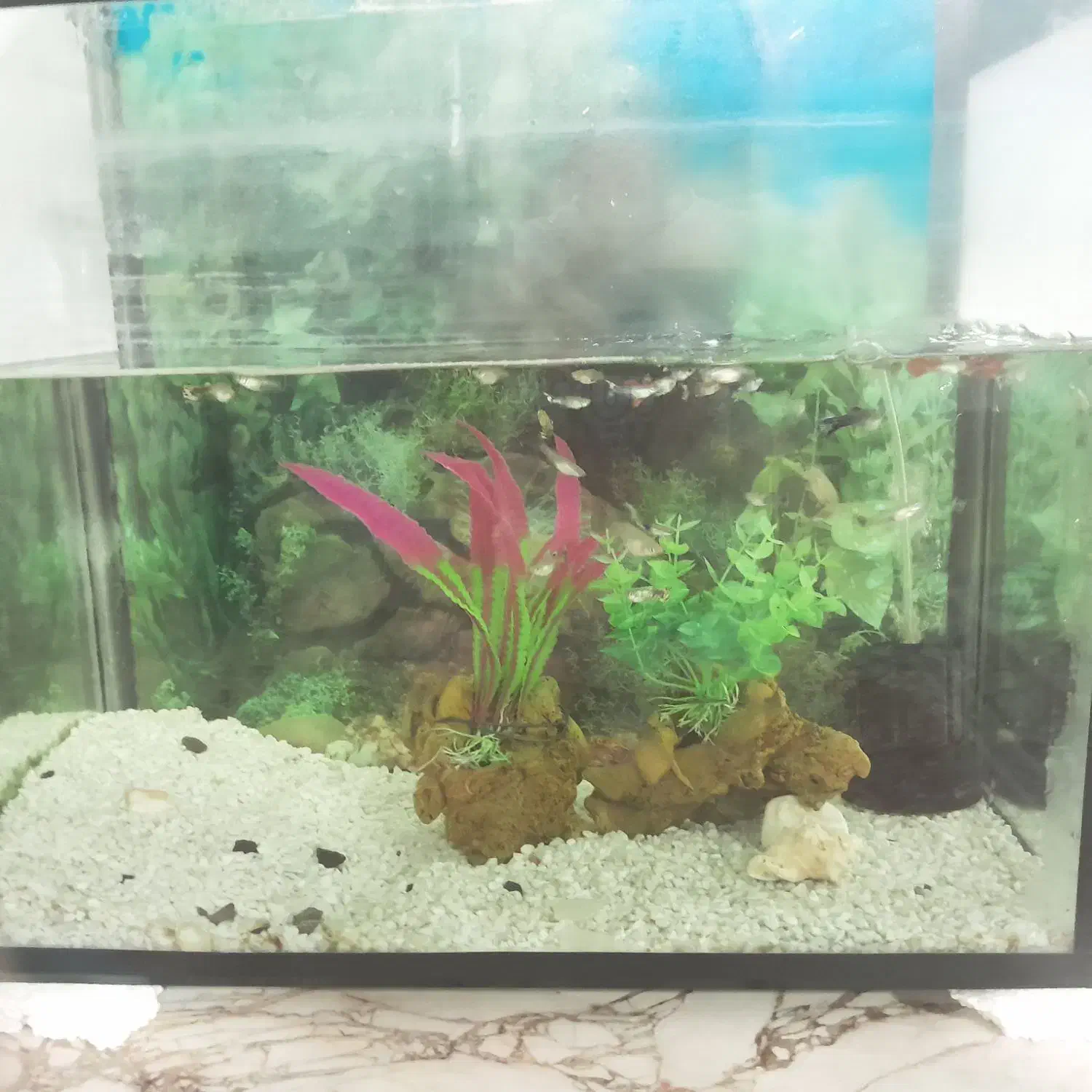 اکواریوم|ماهی|قوچان, |دیوار