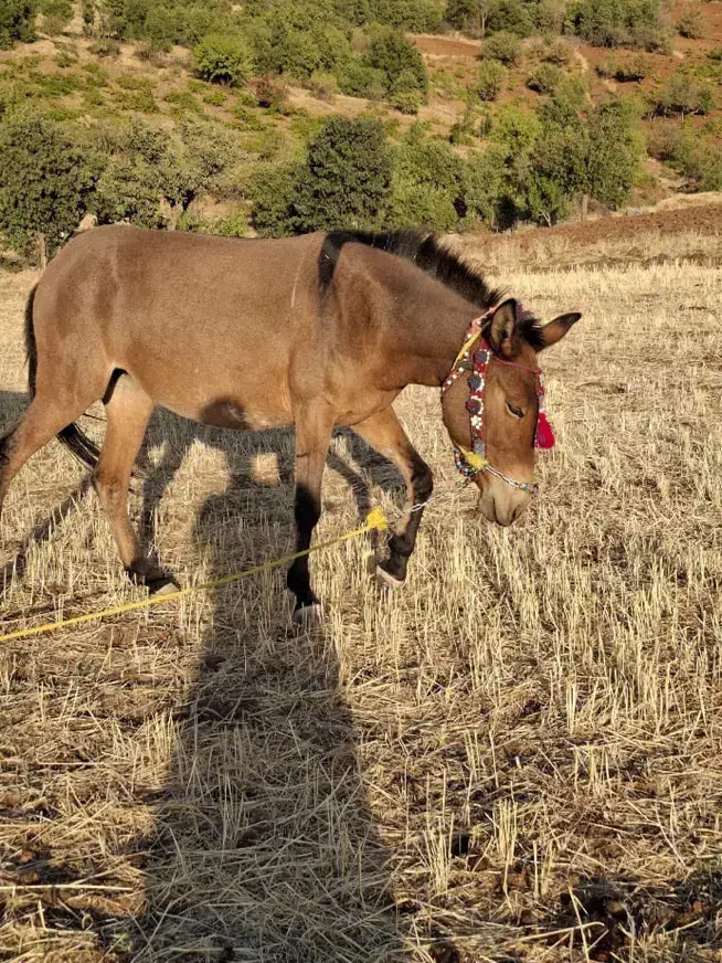 فروش قاطر|حیوانات مزرعه|بانه, |دیوار