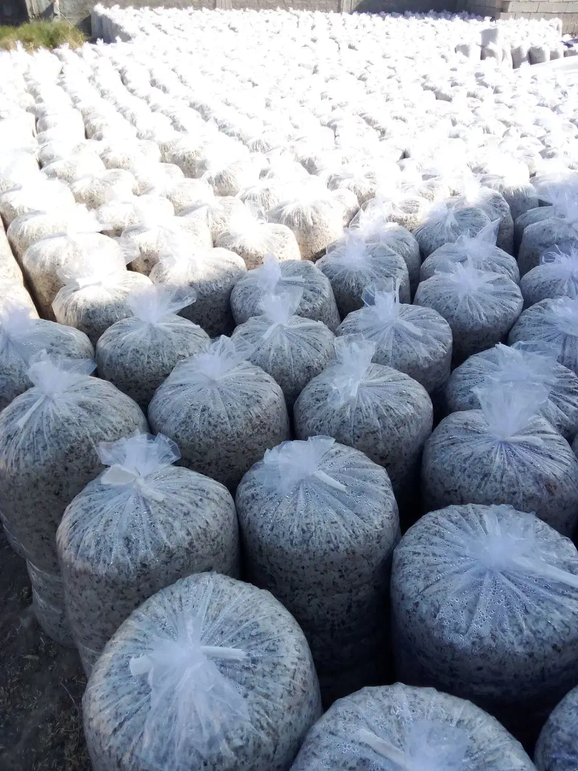 تفاله چغندر|عمده‌فروشی|چهاربرج, |دیوار