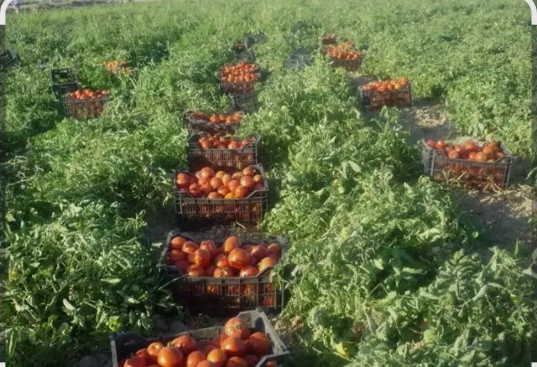 ۵هکتار زمین کشاورزی با آب دایرموتور وقنات|فروش دفتر صنعتی، کشاورزی، تجاری|کهریزک, |دیوار