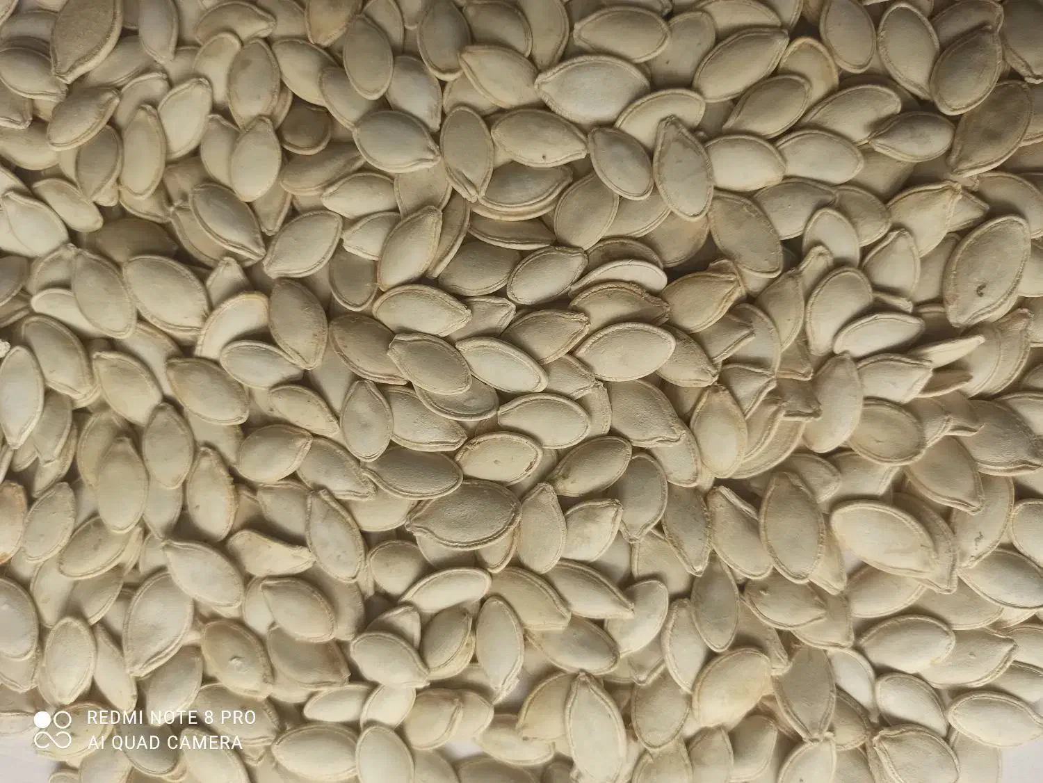 تخمه کدو نو|عمدهفروشی|اقلید, |دیوار