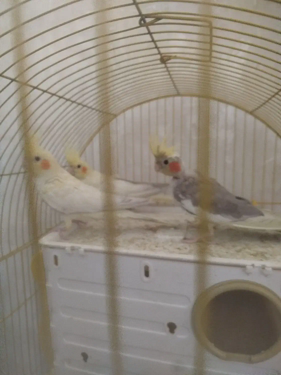 عروس هلندی آلبینو و ماده|پرنده|شیراز, شهرک مفتح|دیوار