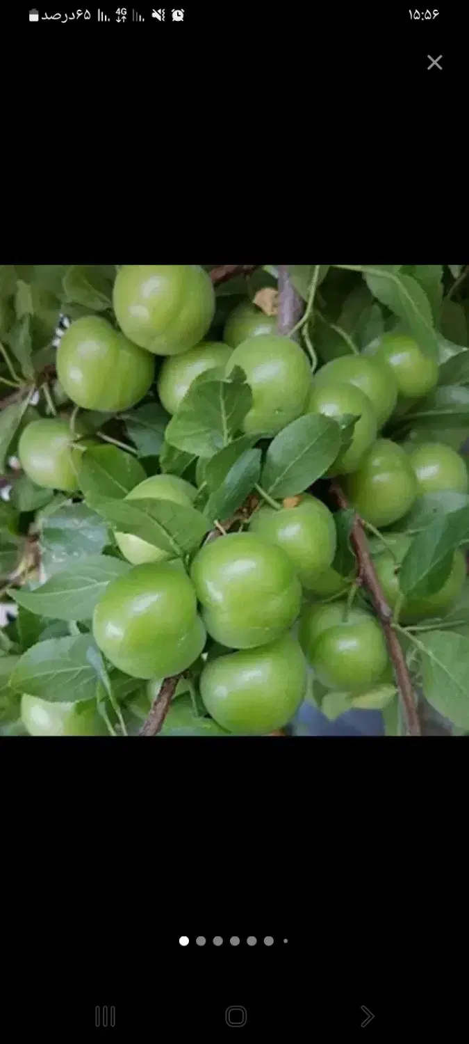 آلوچه|خوردنی و آشامیدنی|بناب, |دیوار
