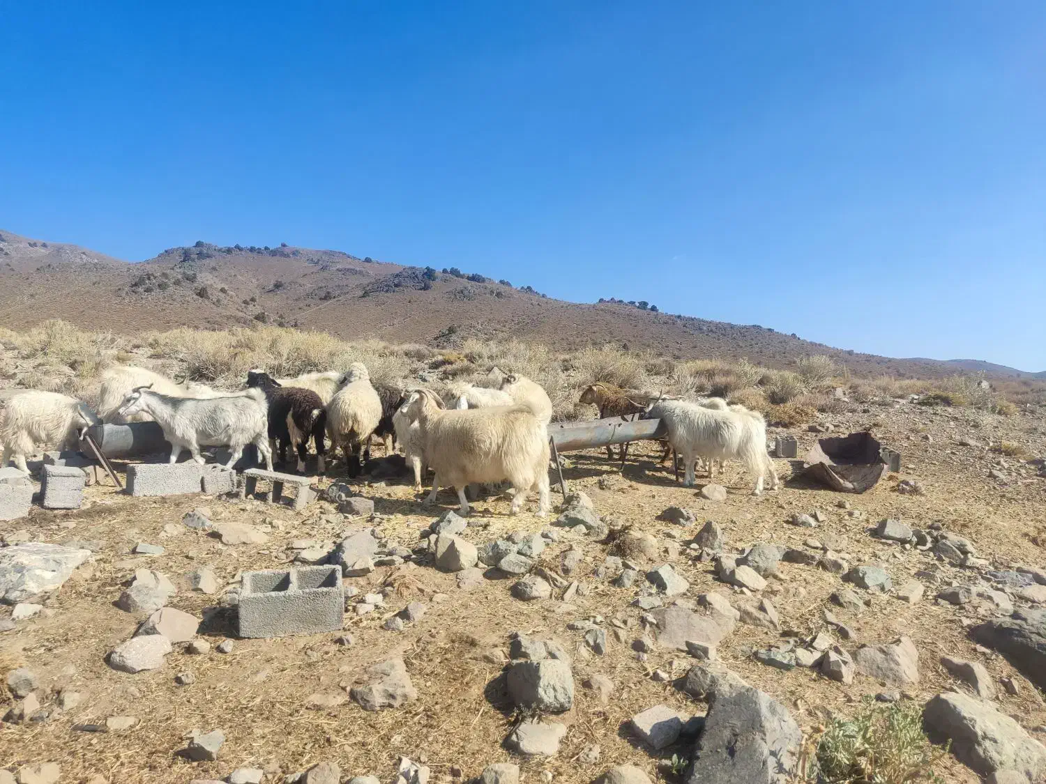 بز جوان کورکی چند قلو زا|حیوانات مزرعه|درب بهشت, |دیوار