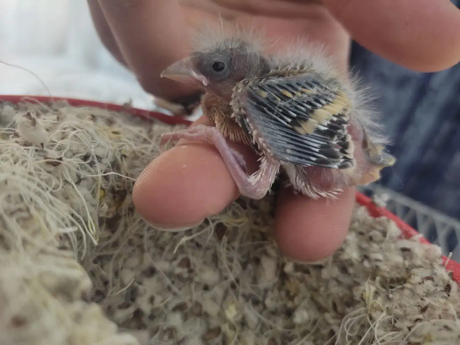 سهره|پرنده|ملایر, |دیوار