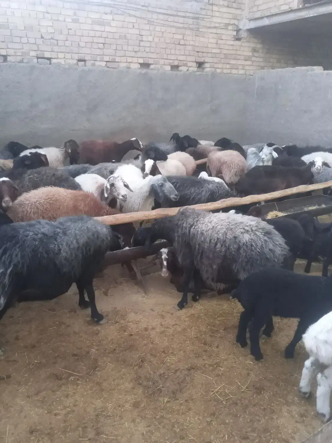 میش داشتی|حیوانات مزرعه|قم, تعویض پلاک|دیوار