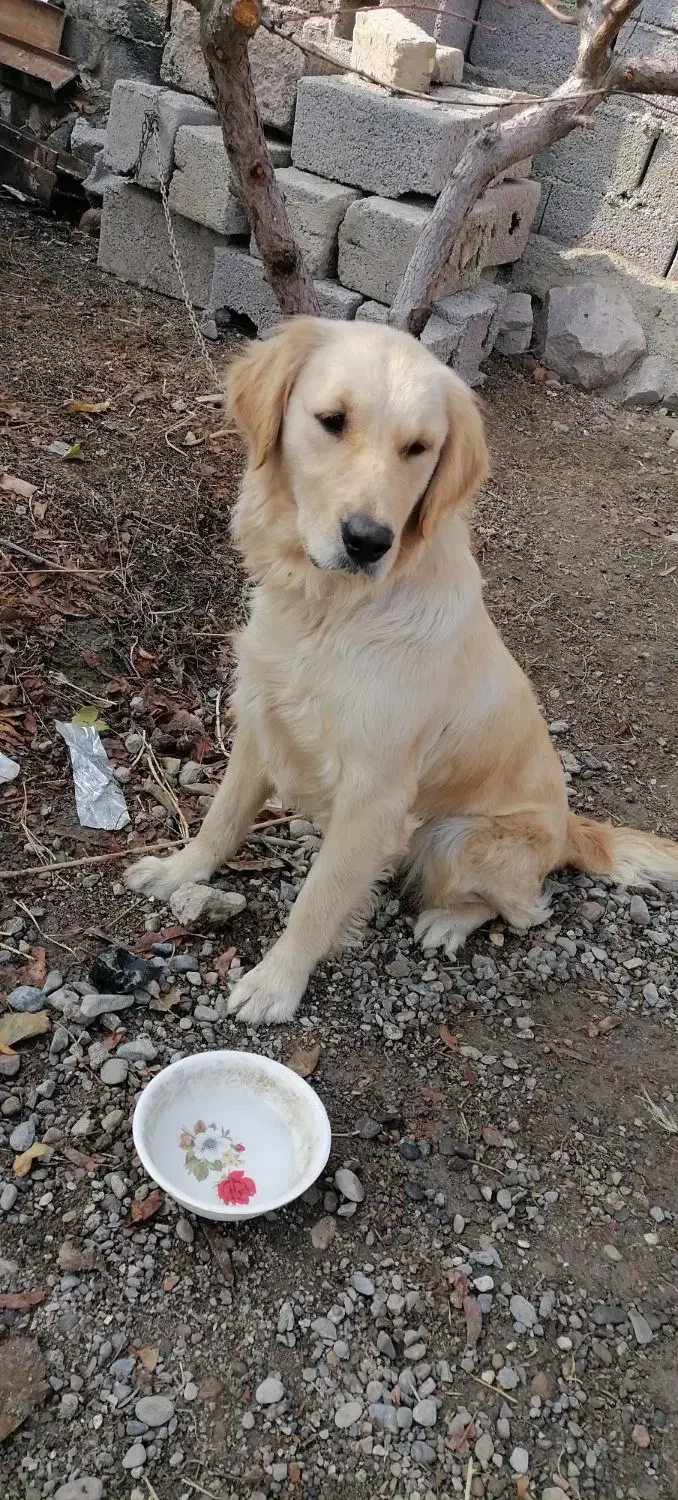 با سلام سگ نژاد گلدن رتریور|سگ|ارومیه, |دیوار