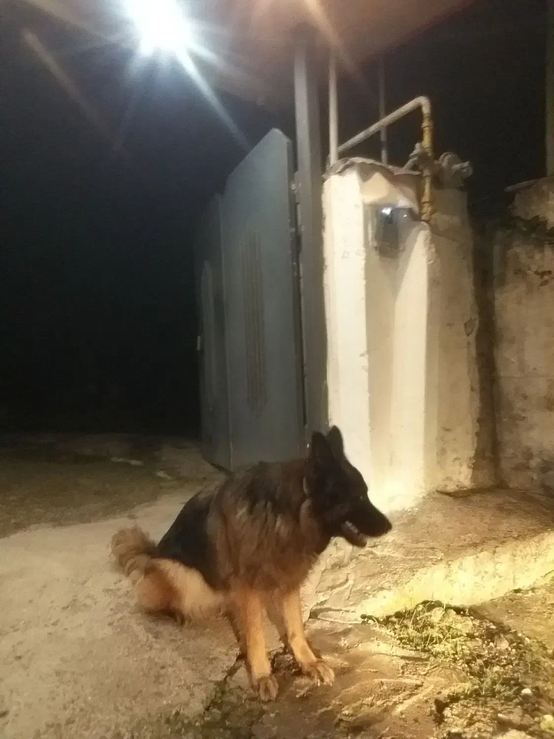 سگ گمشده|سگ|زرندیه, |دیوار