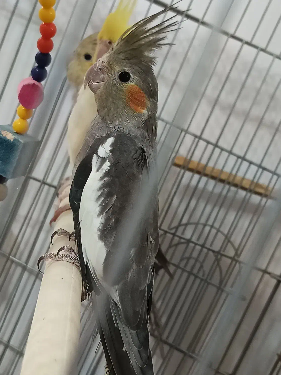 دو عدد عروس هلندی نر|پرنده|بناب, |دیوار