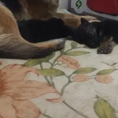 سگ ژرمن با اصالت|سگ|جیرفت, |دیوار