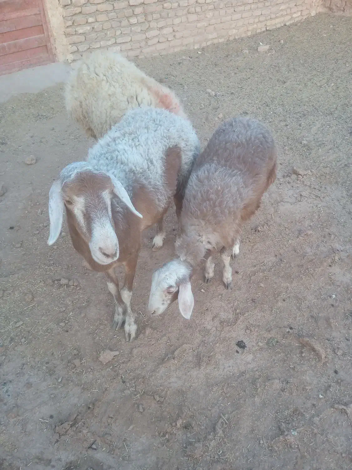گوسفند‌تخمی‌جوان‌بابره350000|حیوانات مزرعه|تربت جام, باغ سنگان سفلی|دیوار