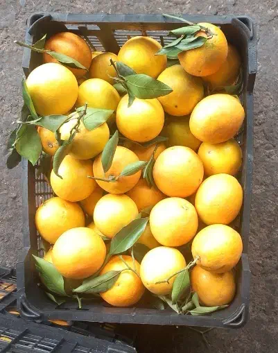 به یک نویسنده دریکی ازحجرات میدان تره باروبار|استخدام بازاریابی و فروش|رشت, پیرکلاچای|دیوار