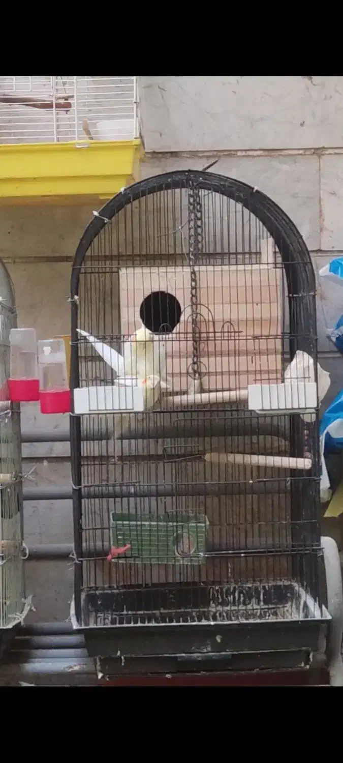 عروس هلندی جفت مولد|پرنده|تهران, اسکندری|دیوار