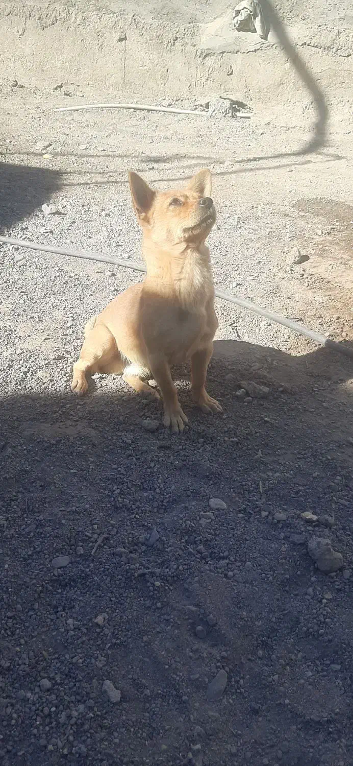 سگ شیواوا اصل|سگ|بم, |دیوار