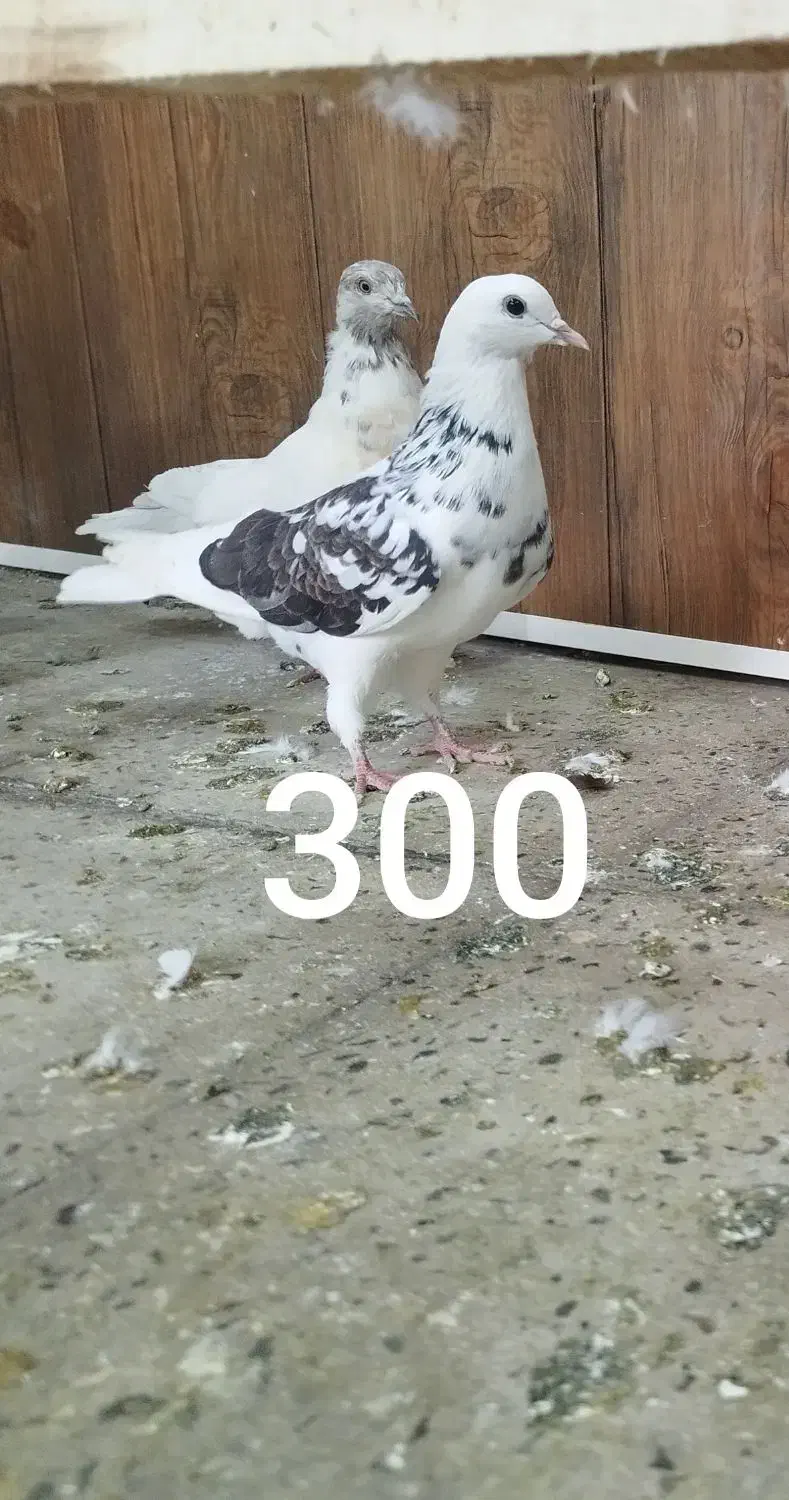 کبوتر پرشی تضمینی|پرنده|ابهر, |دیوار