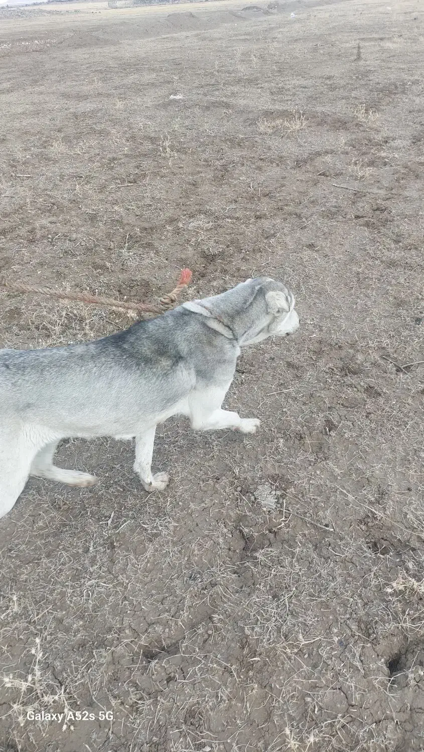 ماده پژدر واگذار میشود|سگ|بازرگان, |دیوار