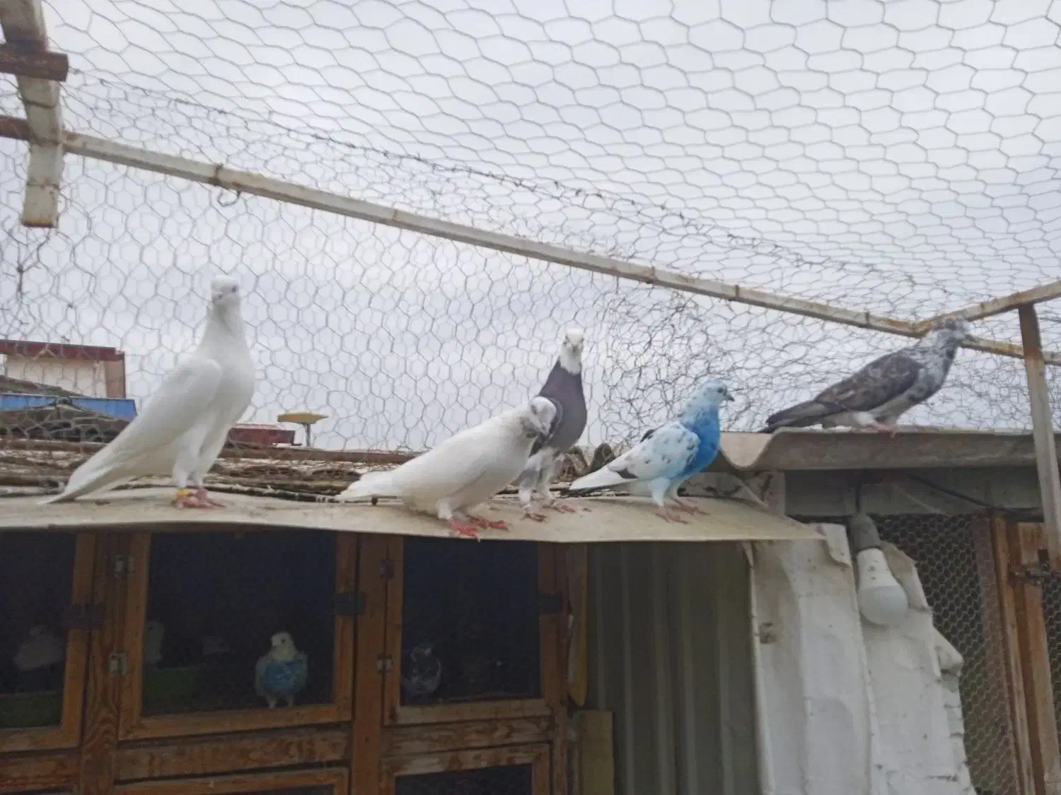 کفتر تیر ماهی|پرنده|نوشهر, |دیوار