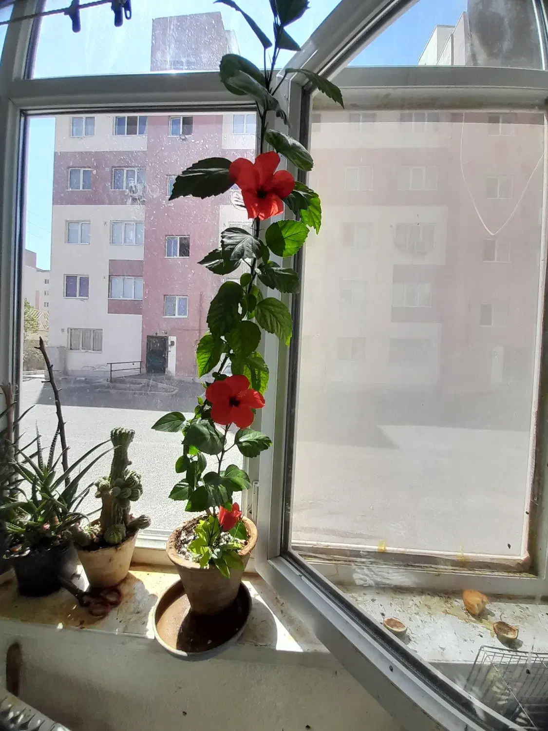 گل طبیعی شاداب|گل و گیاه طبیعی|سهند, |دیوار