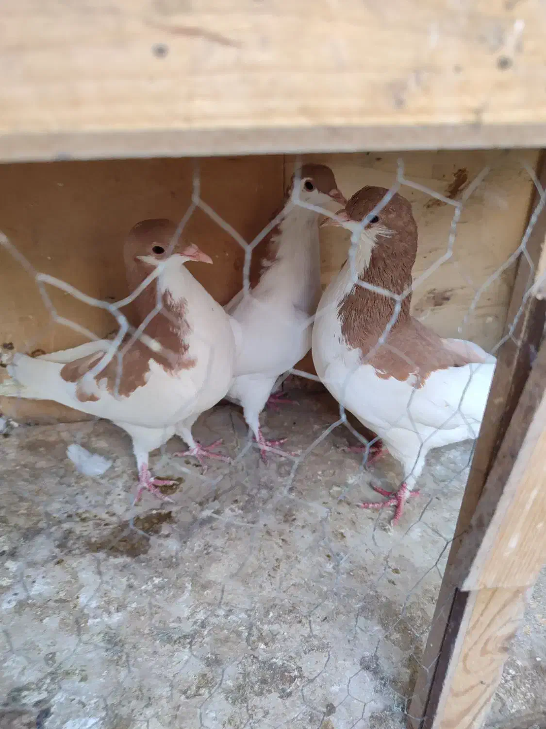 کبوتر جوانه|پرنده|تهران, مسعودیه|دیوار