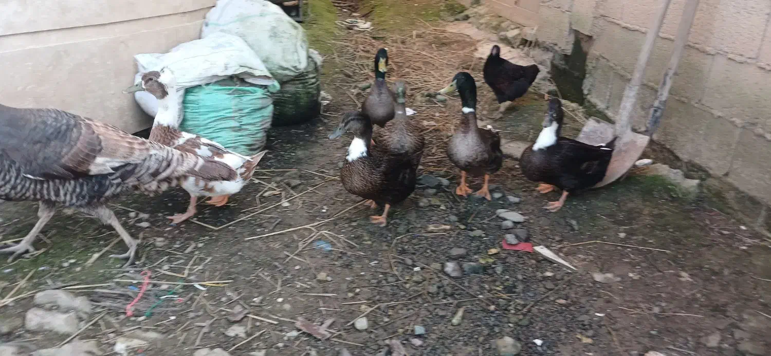 اردک کاکلی و بوقلمون و مرغ محلی تخمگذار|حیوانات مزرعه|ماسال, |دیوار