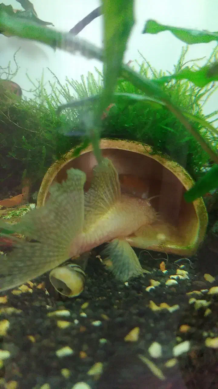 ماهی کت پوز بوته ای|ماهی|مشهد, الهیه|دیوار