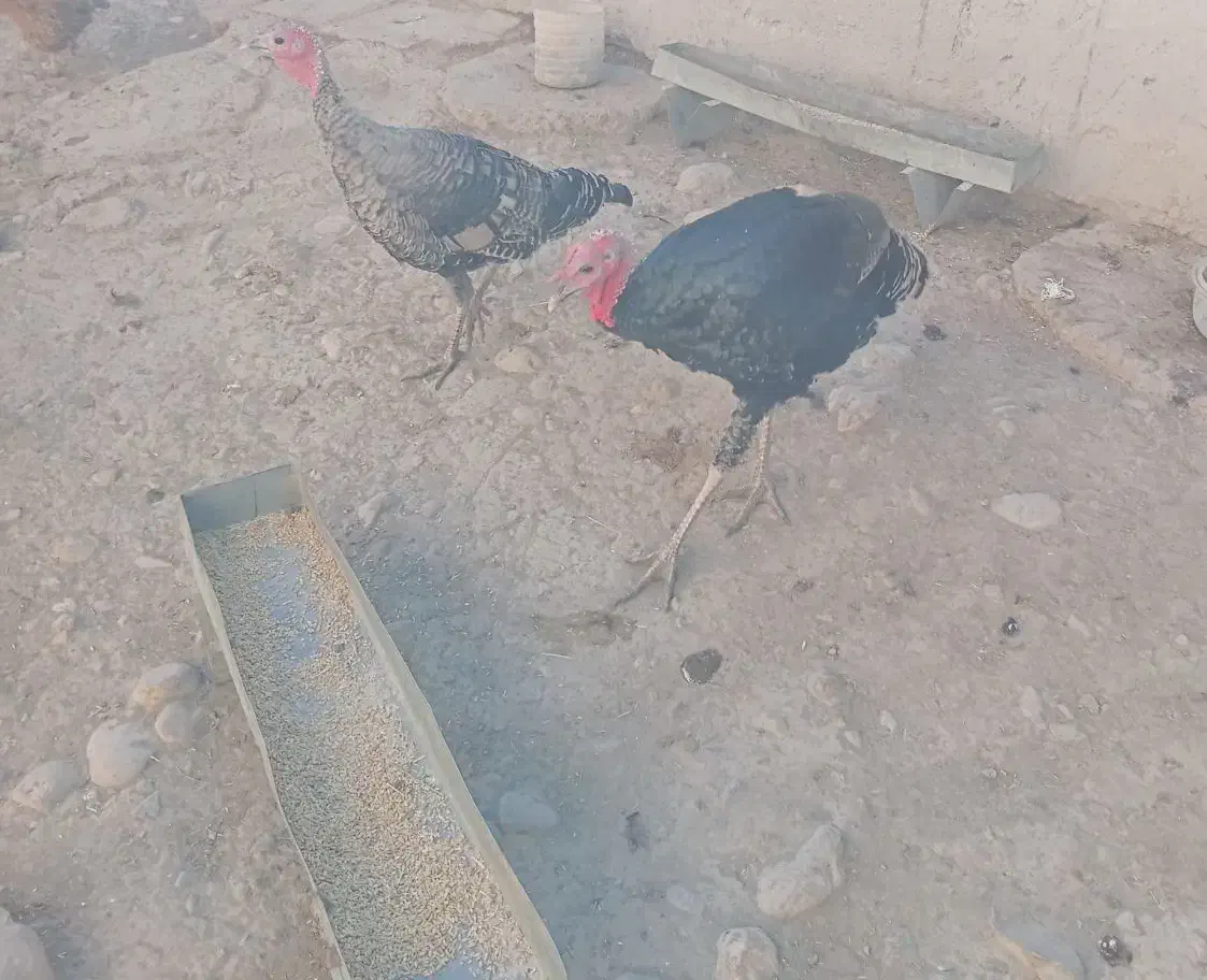 فروش ۱۰عدد بوقلمون|حیوانات مزرعه|دیواندره, |دیوار