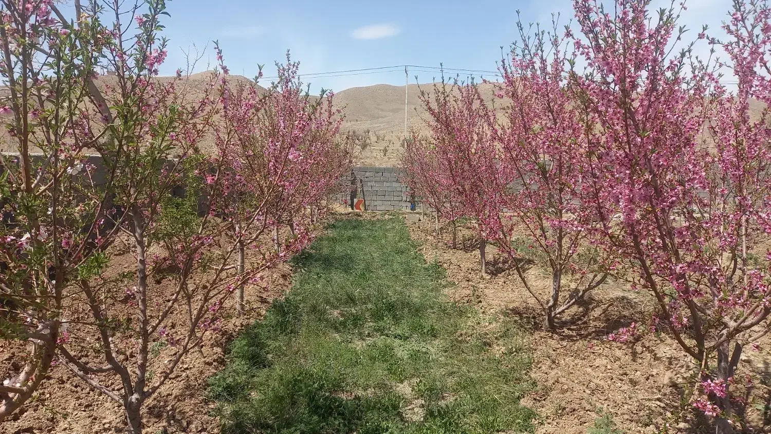 فروش باغ میوه و انگور|فروش زمین و ملک کلنگی|آیسک, |دیوار