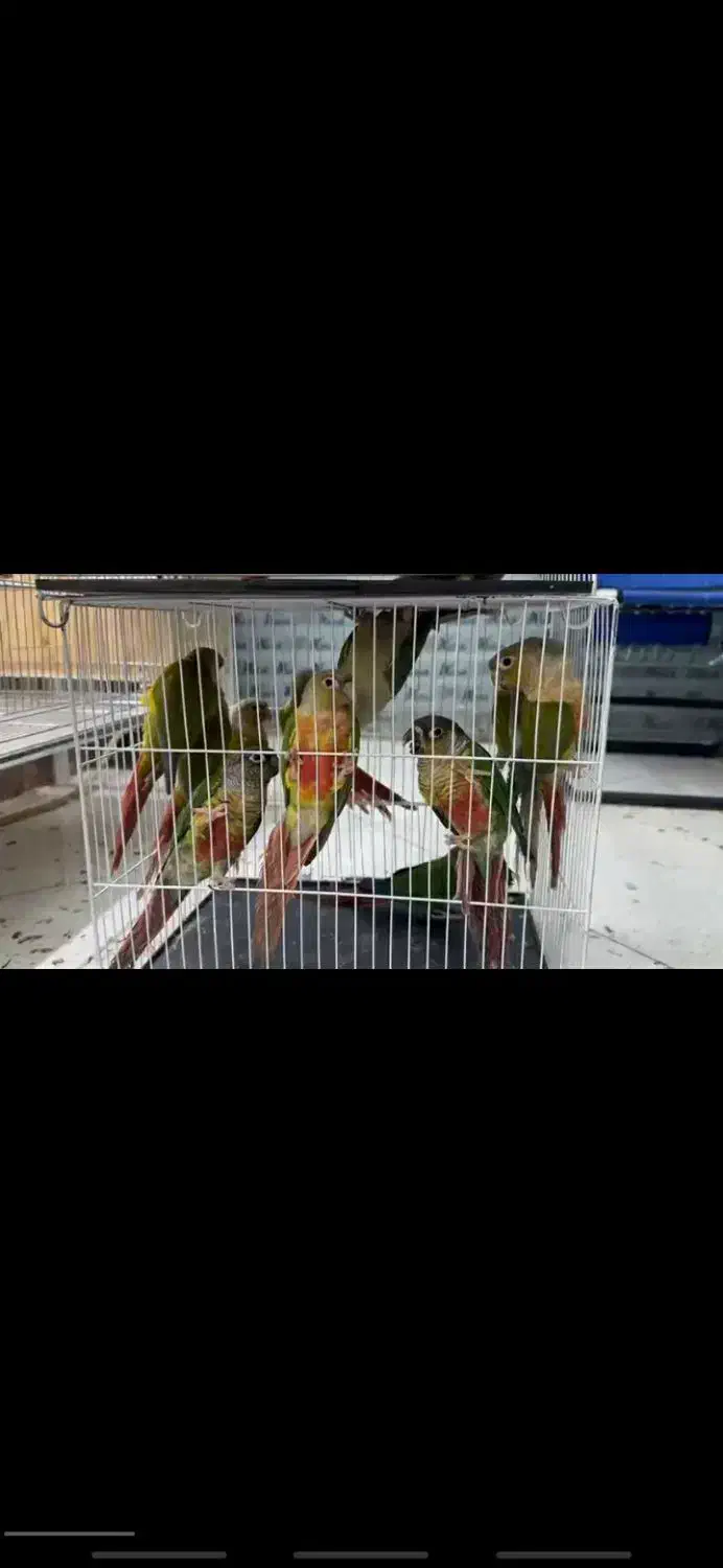 ملنگو کاسکو کاکادو خورشیدی شاهطوطی عروس|پرنده|مشهد, شاهد (شهرک غرب)|دیوار