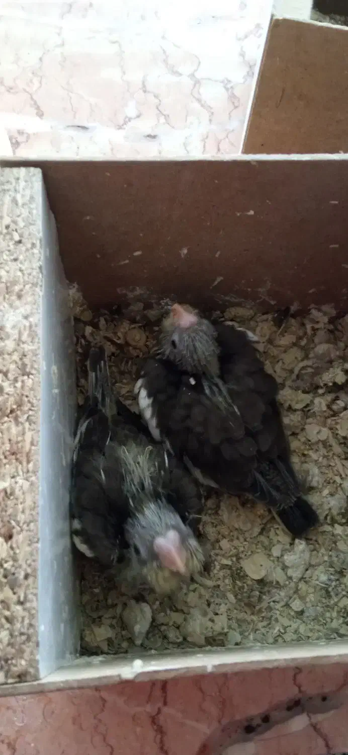 دو جفت عروس هلندی مولد|پرنده|مشهد, انقلاب|دیوار