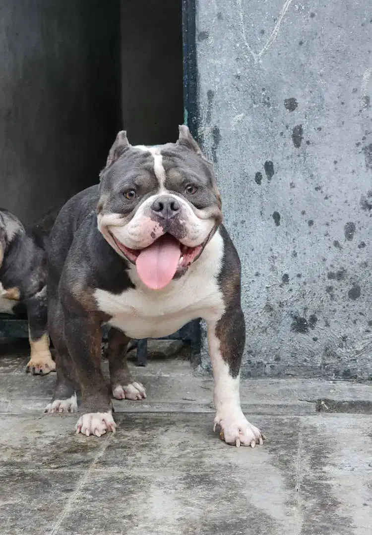 سگ بولی|سگ|تهران, تهرانپارس شرقی|دیوار