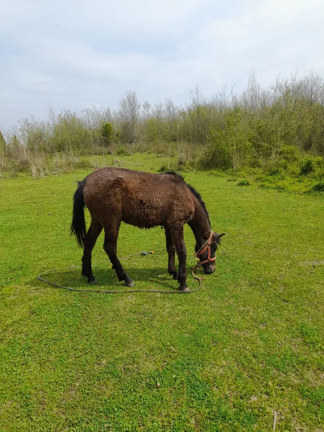 اسب|اسب و تجهیزات اسبسواری|کومله, |دیوار