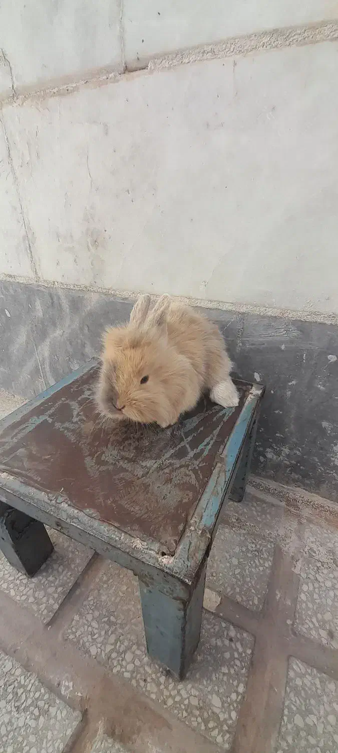 بچه خرگوش لوپ|موش و خرگوش|سبزوار, علمدار|دیوار