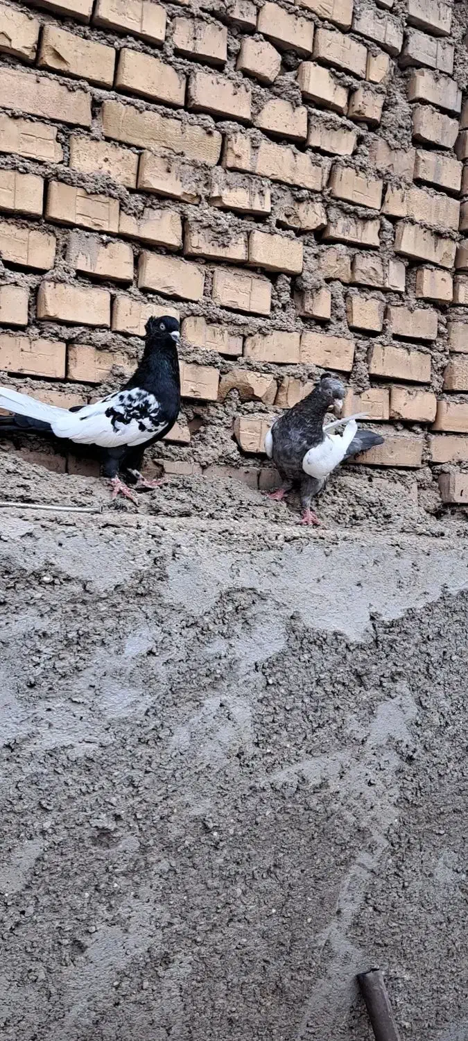 سینه کوهی وسینه سیاه|پرنده|باوی, |دیوار